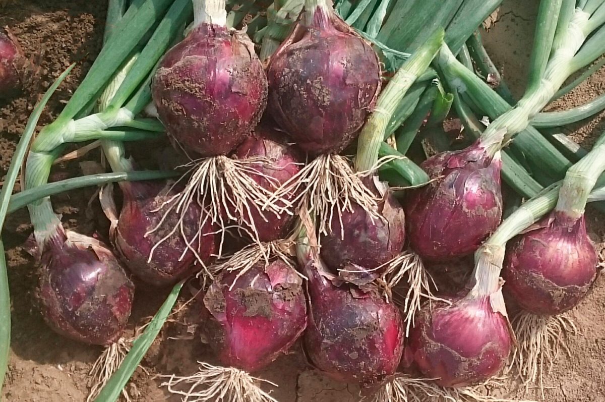 Red Spring – Onion Seed